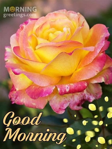 Good morning rose - Sep 30, 2023 - Explore Eron's board "Good Morning ( FridaY )", followed by 2,058 people on Pinterest. See more ideas about good morning friday, good morning, good morning images.